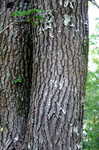 Sweetgum